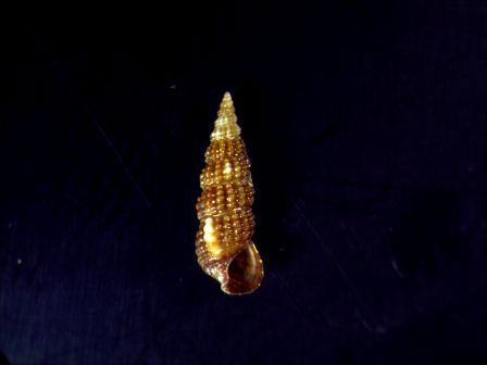 Identificazione Bittium